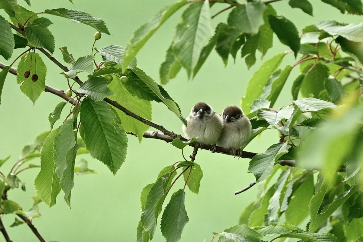 Eurasian Tree Sparrow - ML620207763