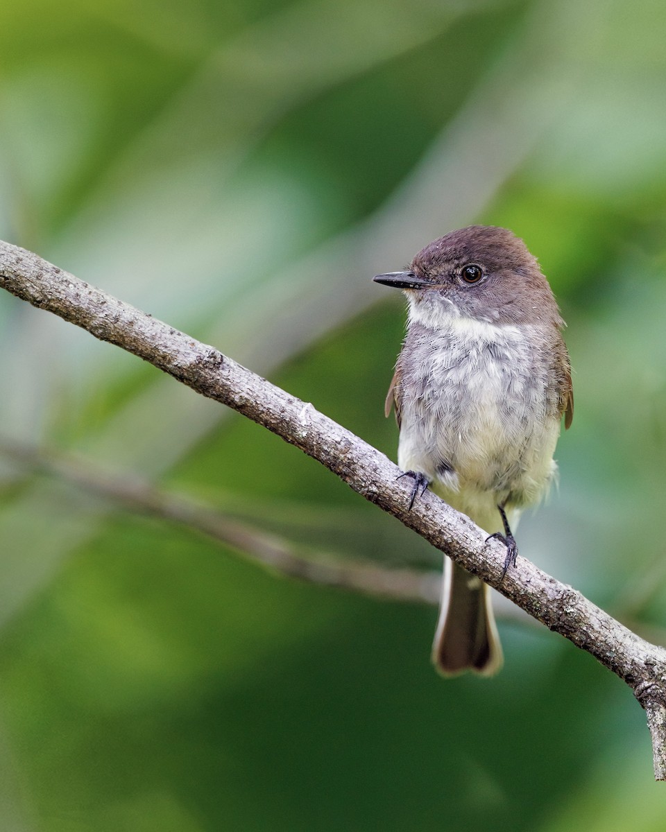 Eastern Phoebe - ML620207773