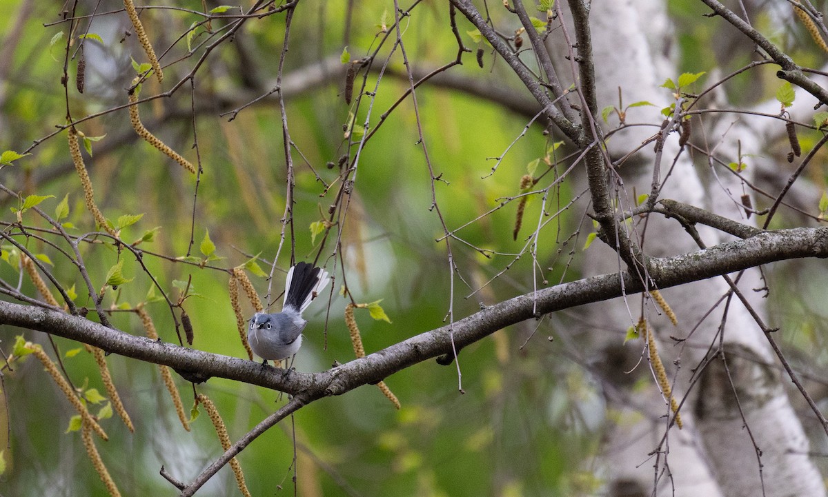 Blue-gray Gnatcatcher - Carolyn Meyer