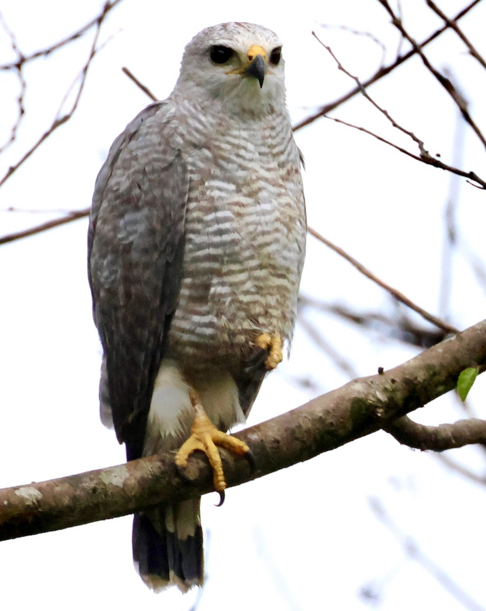 Gray-lined Hawk - ML620207782