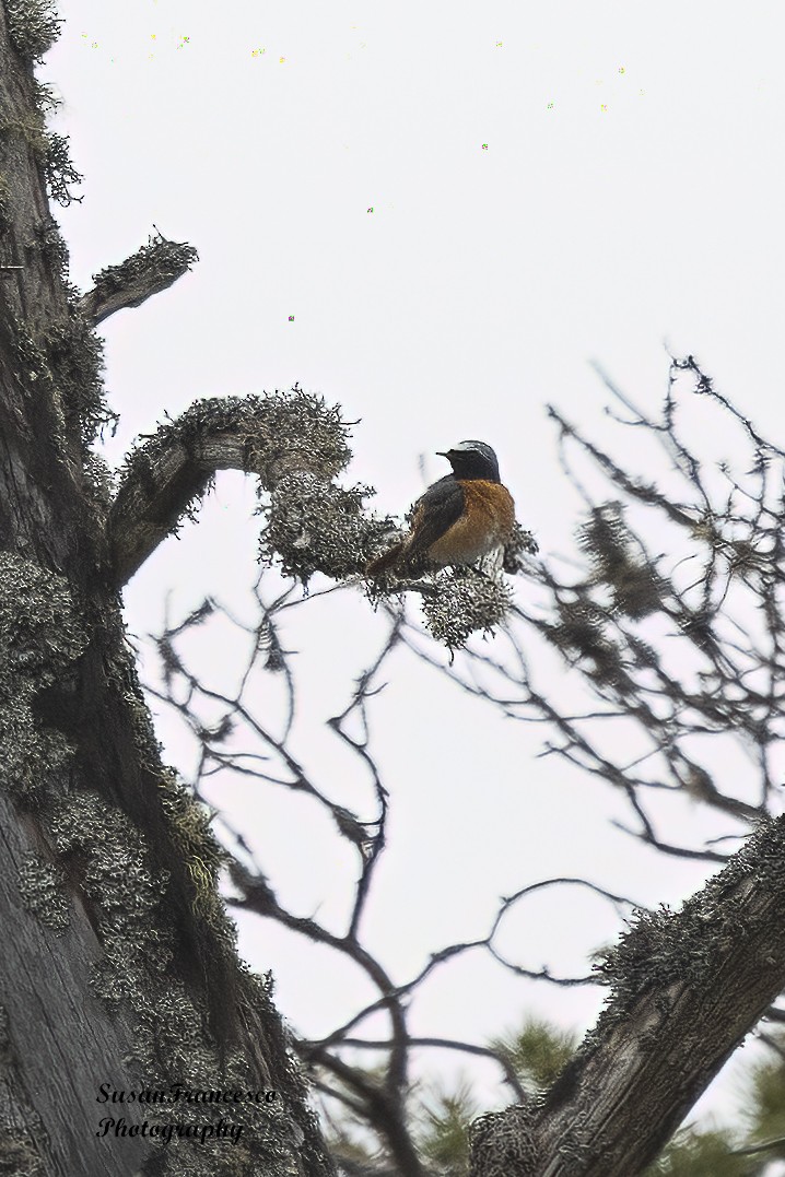 Common Redstart - ML620207788