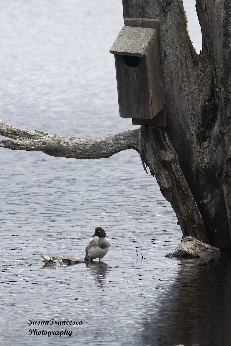 Common Goldeneye - ML620207791