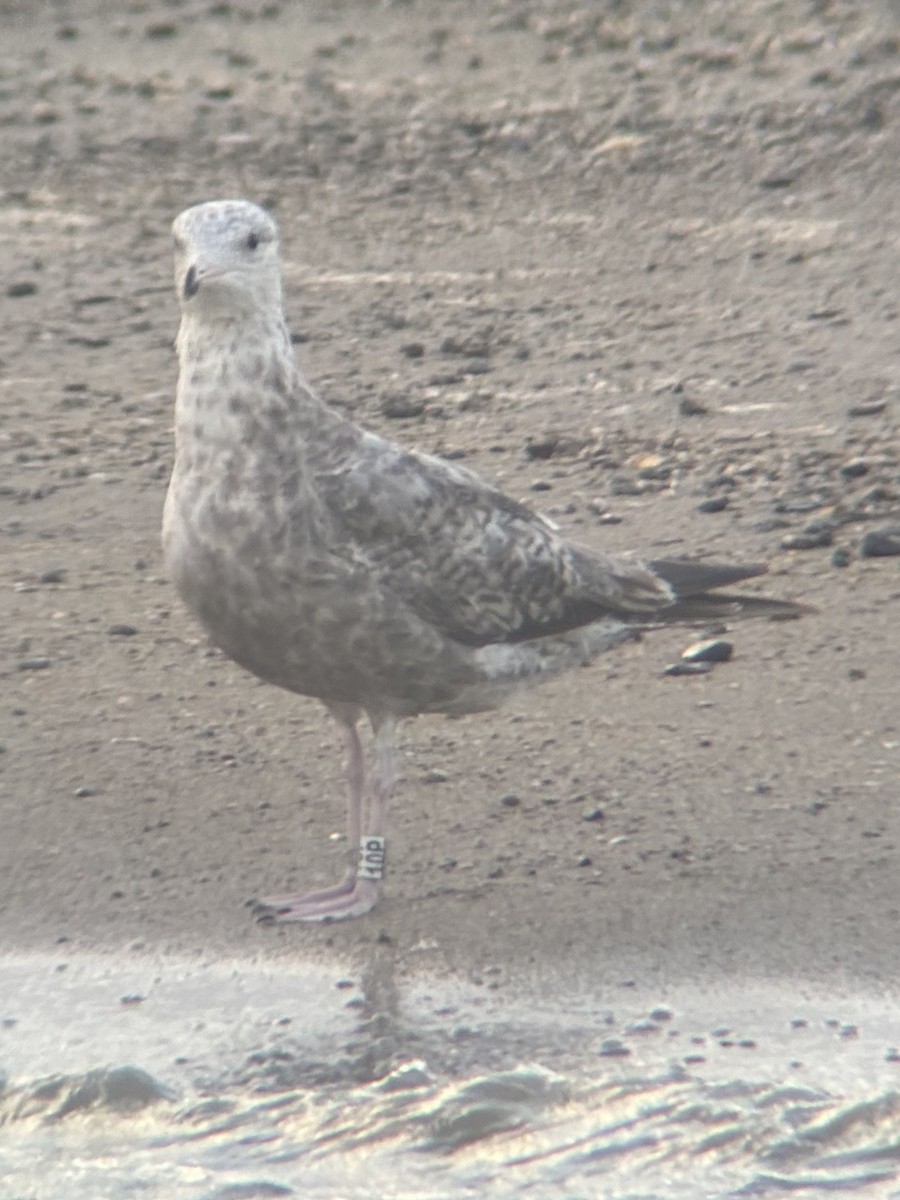 Herring Gull - ML620207795