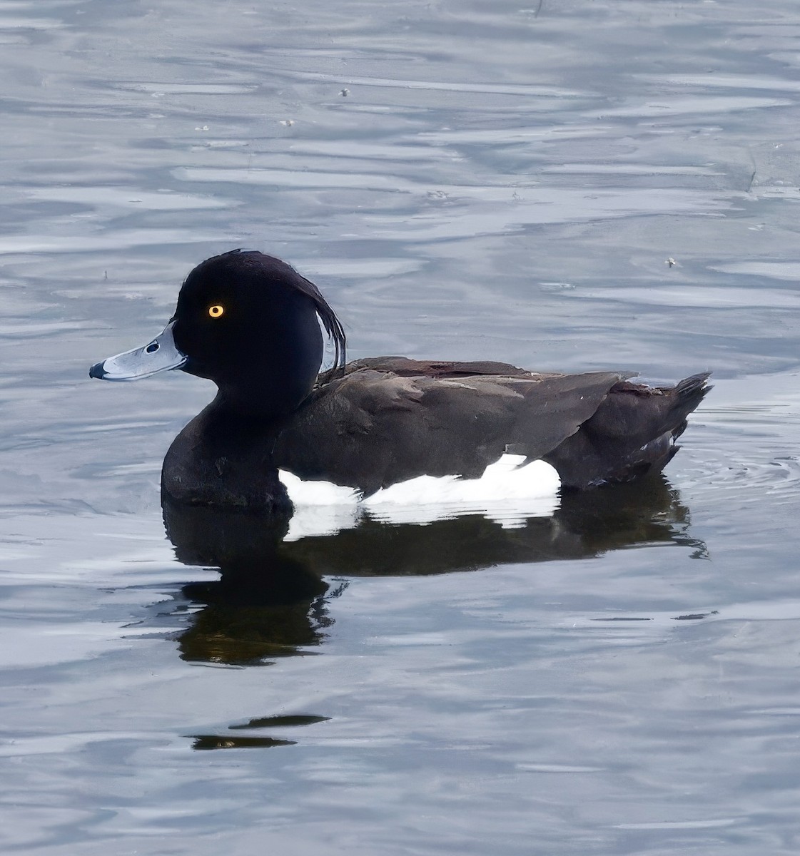 Tufted Duck - ML620207798
