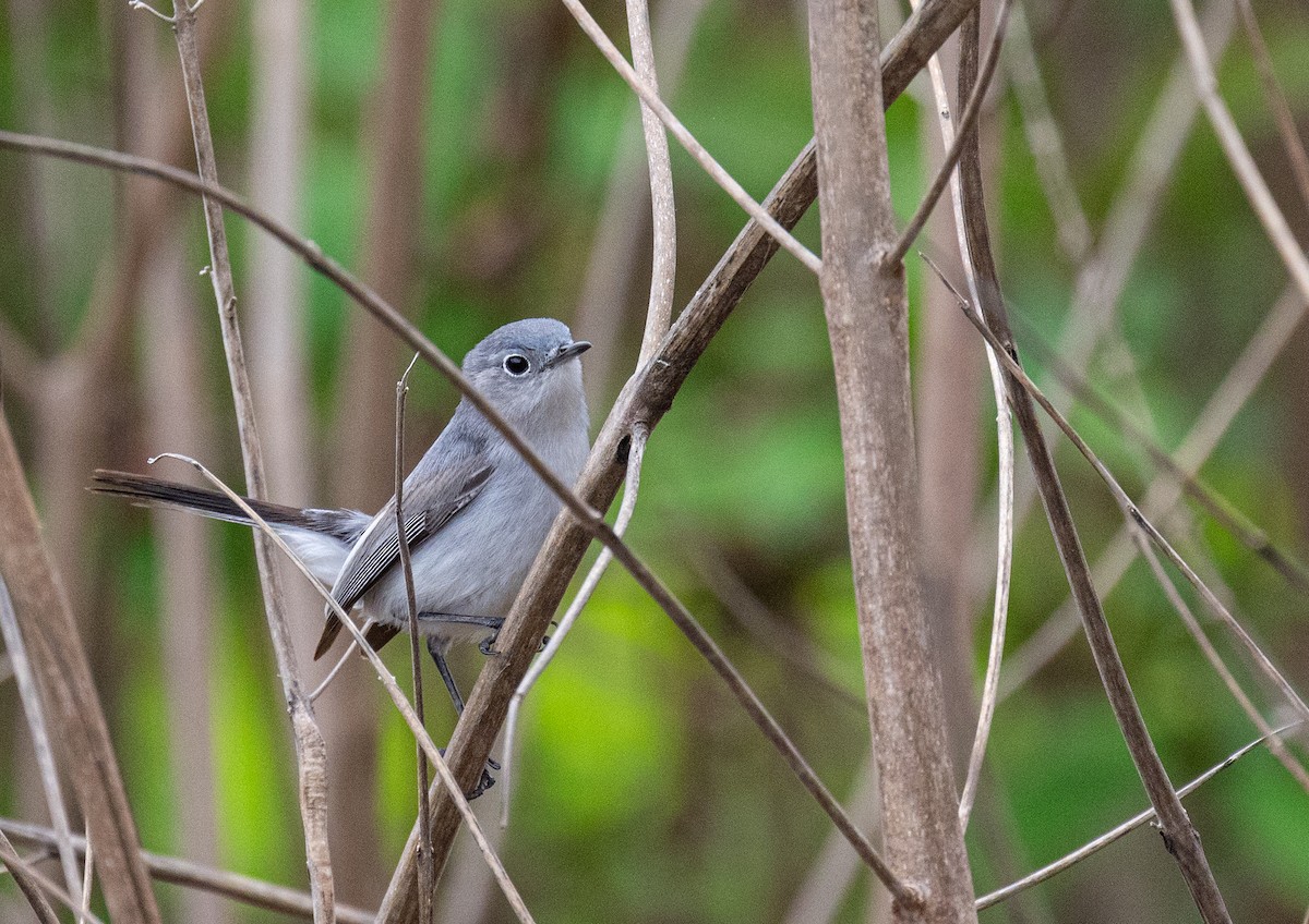 Blue-gray Gnatcatcher - ML620207804