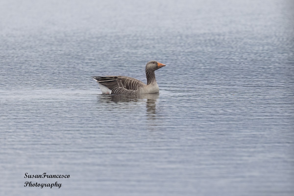 Graylag Goose - ML620207811