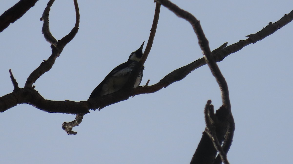 Acorn Woodpecker (Acorn) - ML620207812