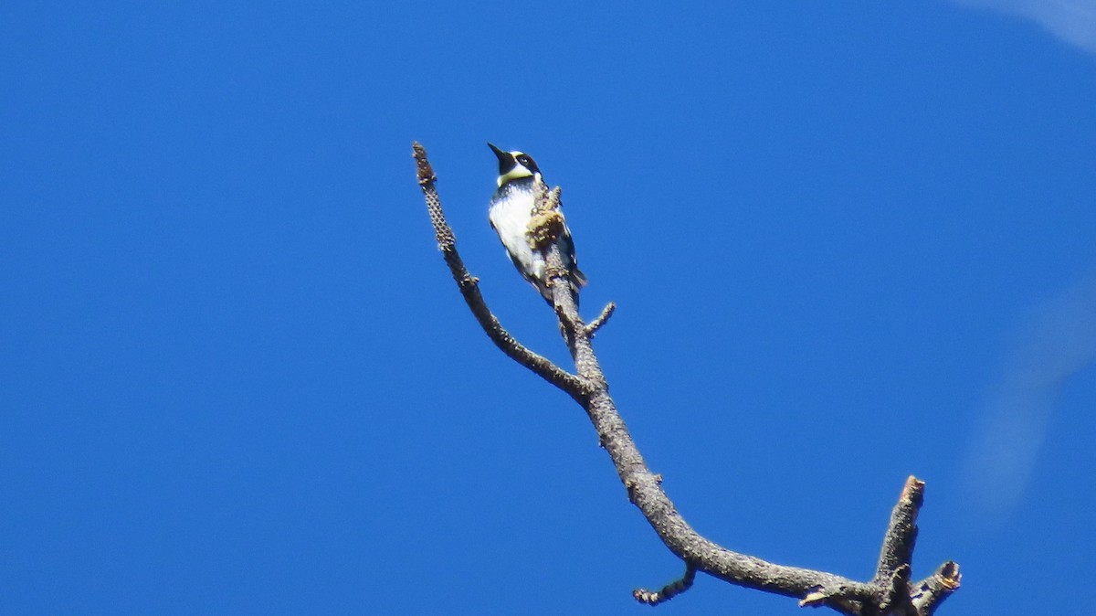 Acorn Woodpecker (Acorn) - ML620207813