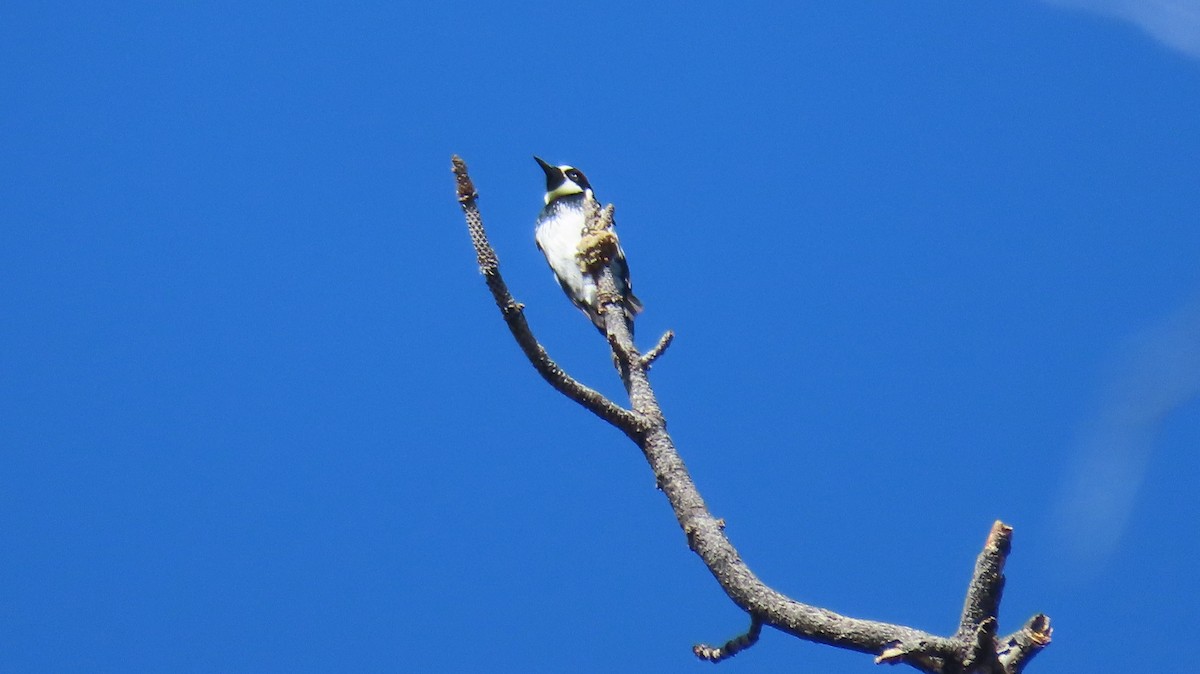 Acorn Woodpecker (Acorn) - Anne (Webster) Leight