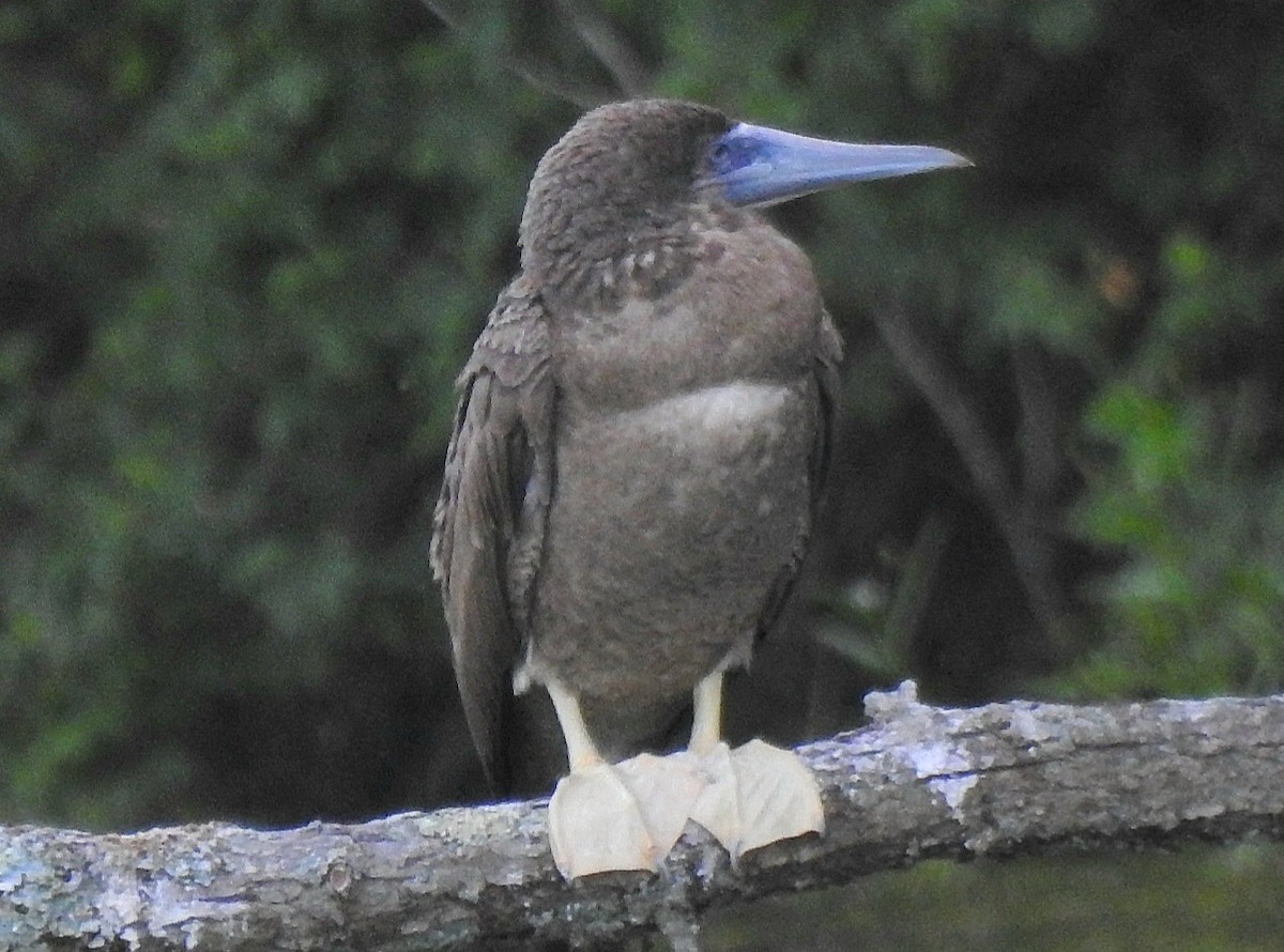Brown Booby - ML620207827