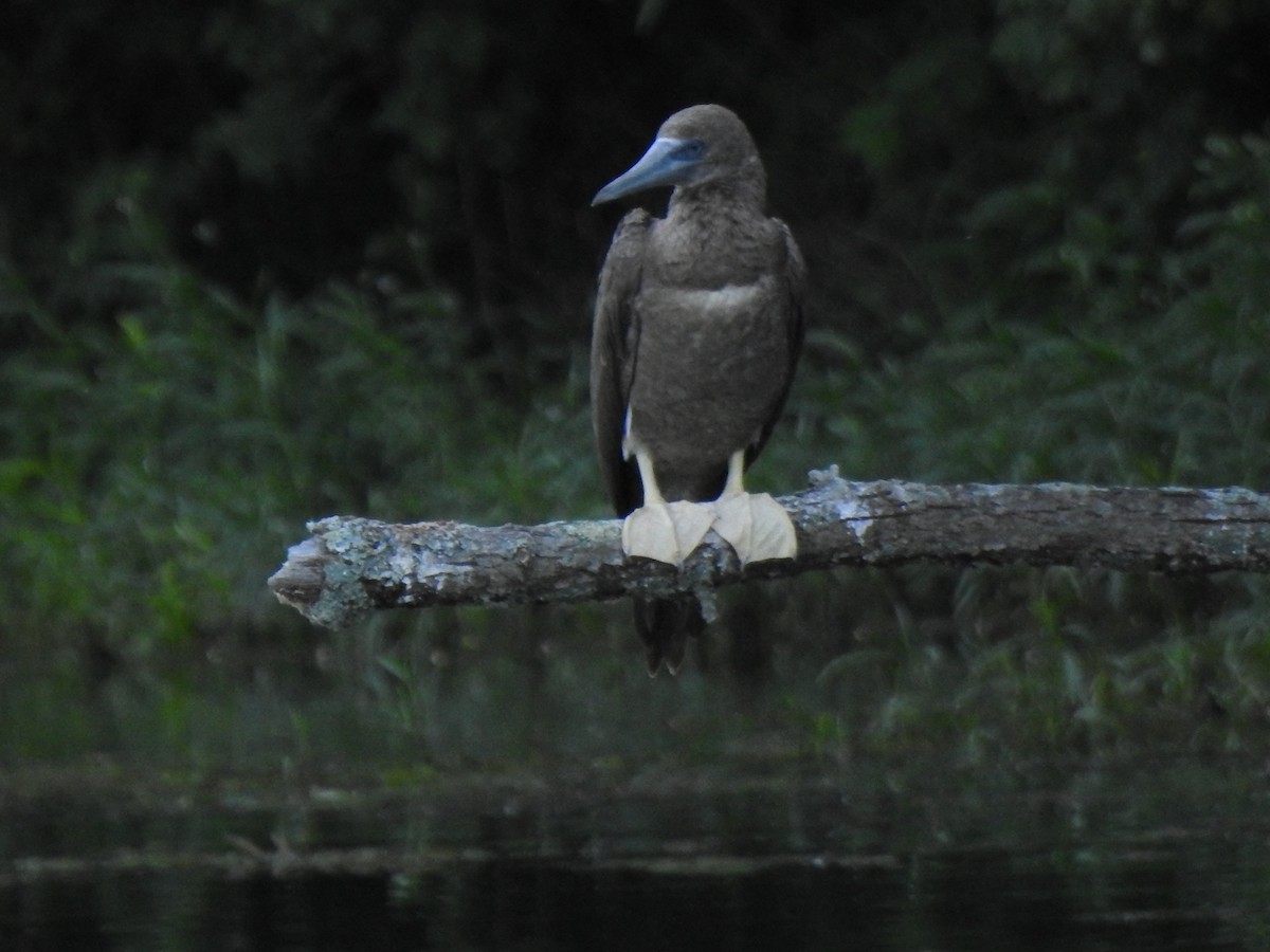 Brown Booby - Heath Harlan