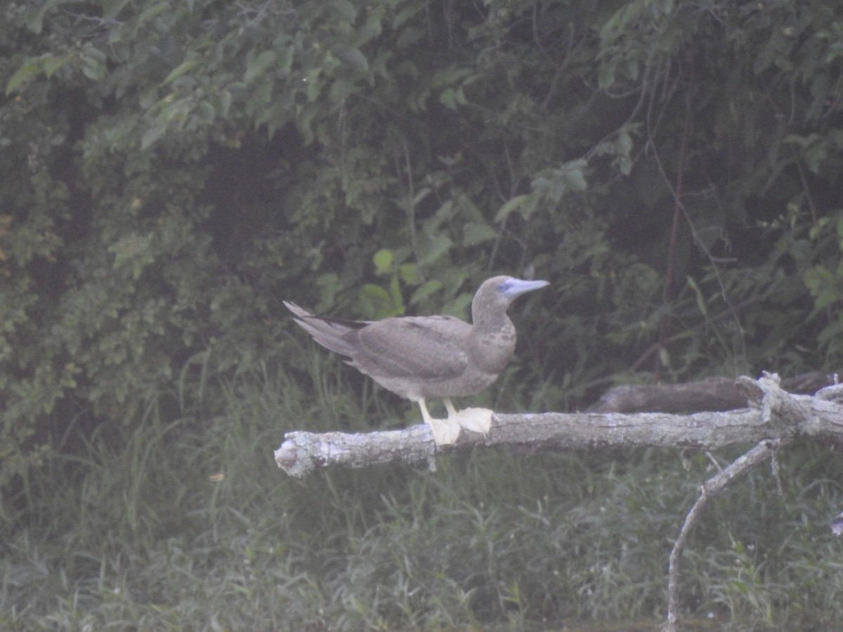 Brown Booby - ML620207830