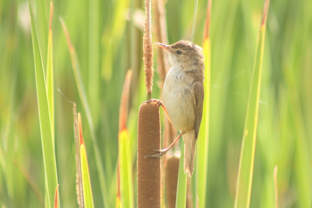 Common Reed Warbler - ML620207848