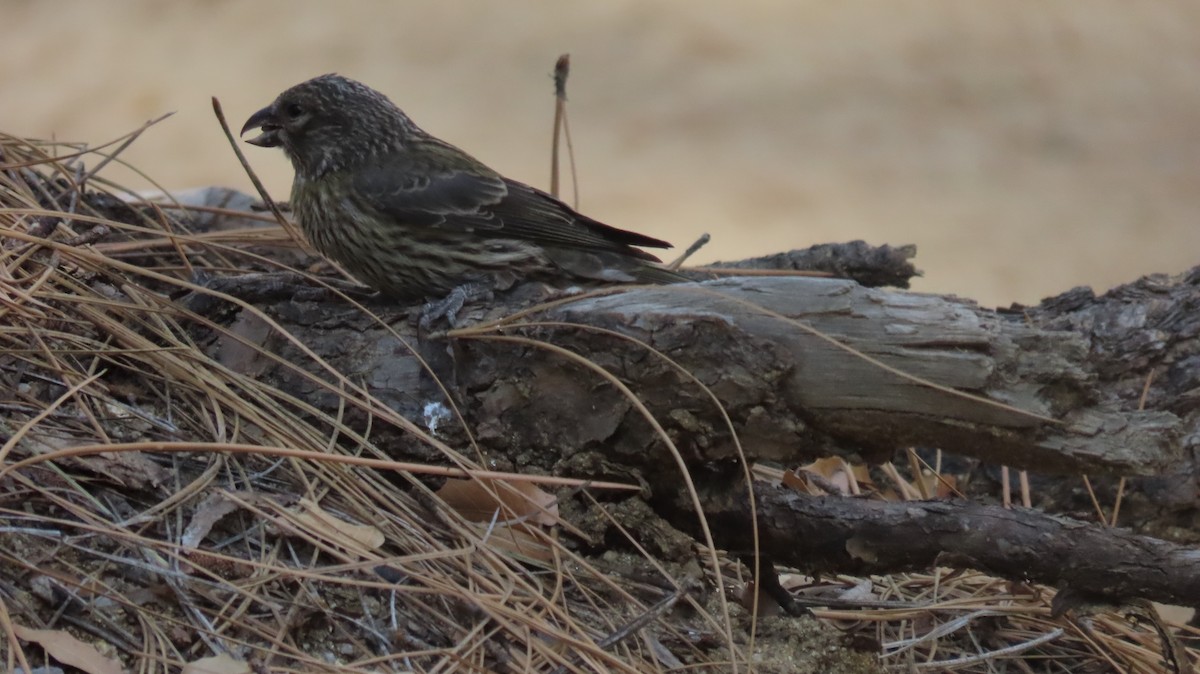 Red Crossbill - ML620207852