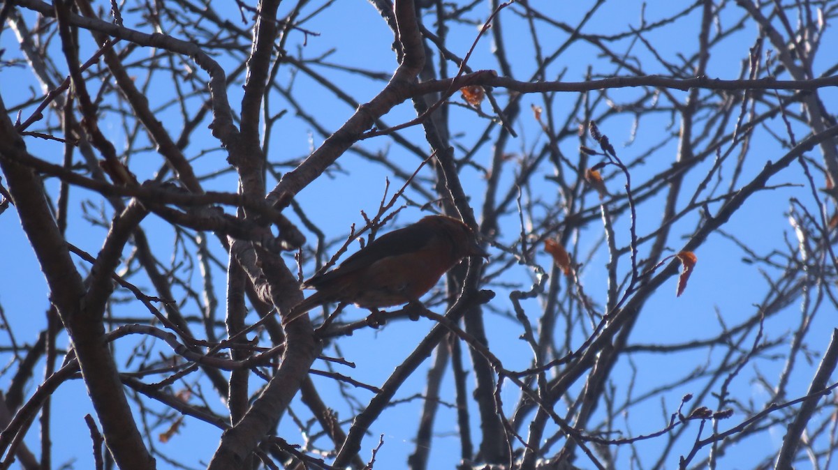 Red Crossbill - ML620207853