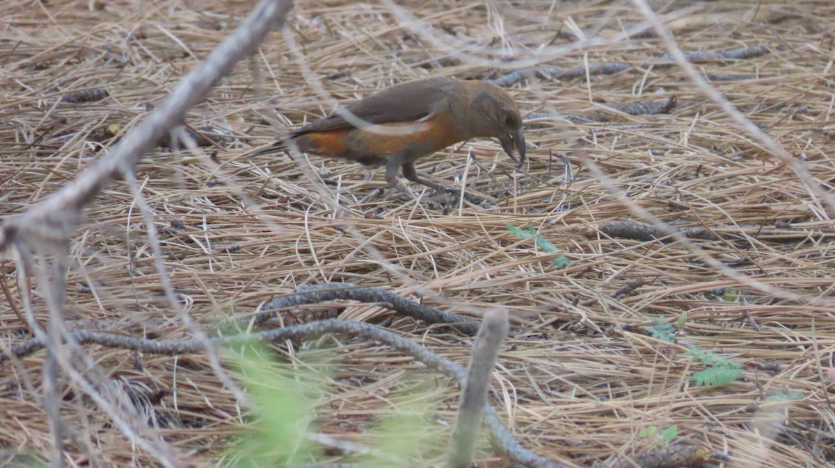 Red Crossbill - ML620207854