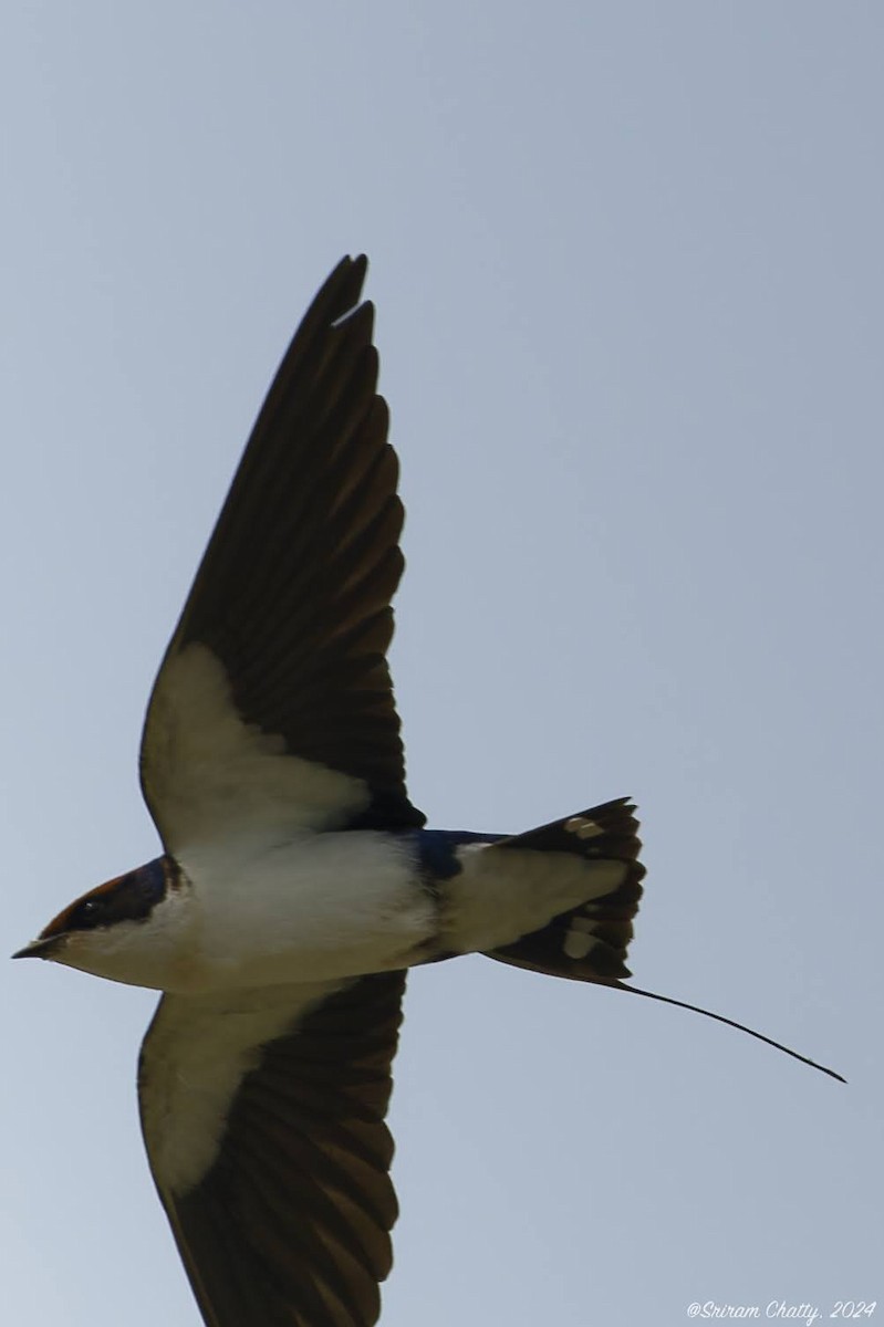 Wire-tailed Swallow - ML620207856