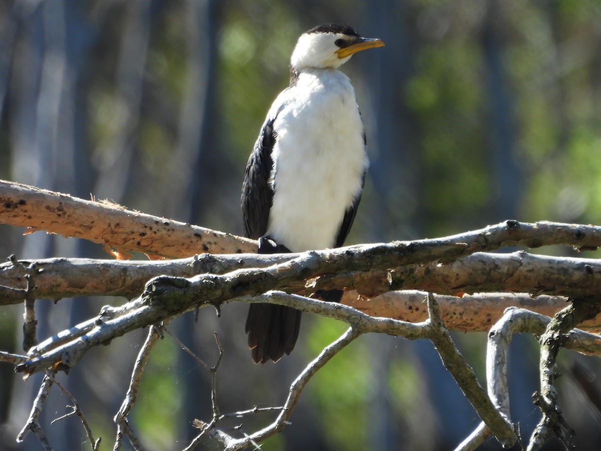 Little Pied Cormorant - ML620207861