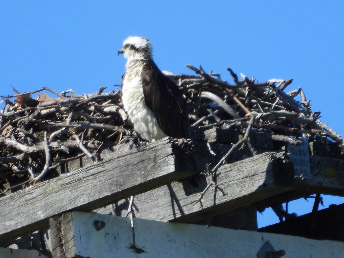 Osprey - ML620207863