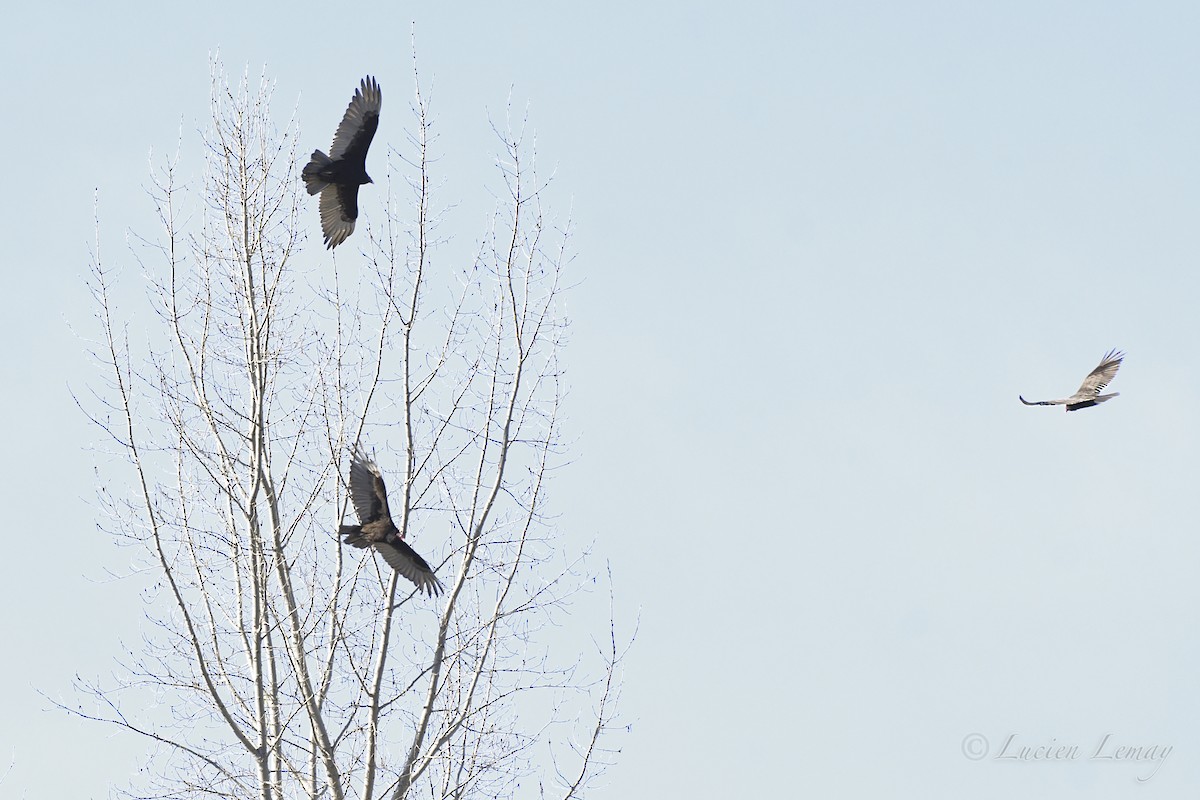 Turkey Vulture - ML620207865