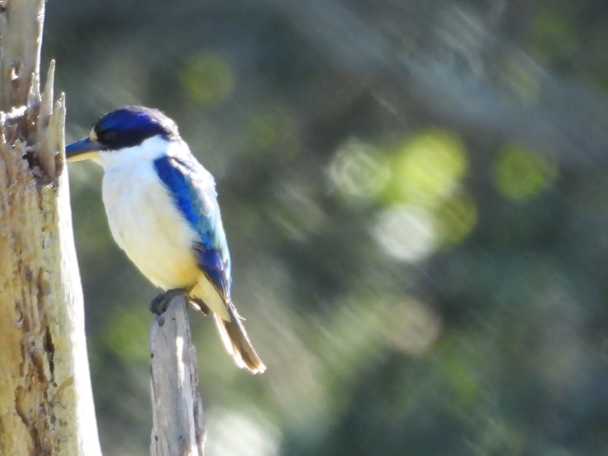 Forest Kingfisher - ML620207870