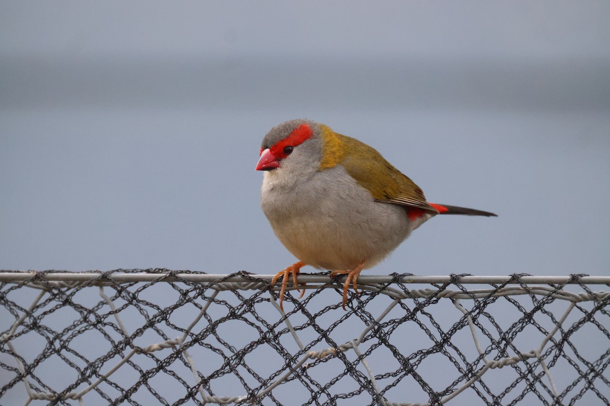 Red-browed Firetail - ML620207880