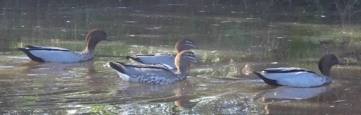 Canard à crinière - ML620207883