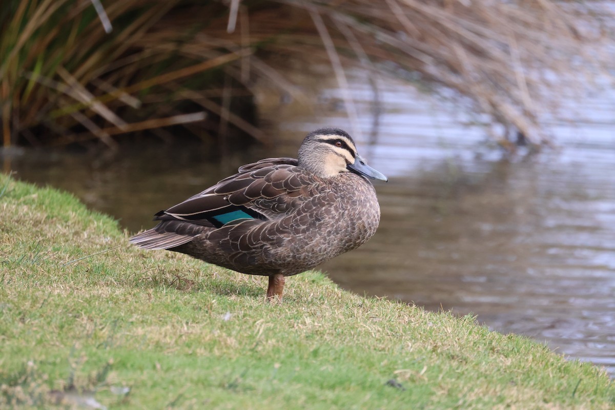 Canard à sourcils - ML620207886