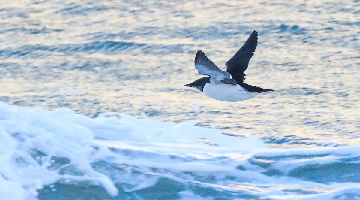 Thick-billed Murre - ML620207887