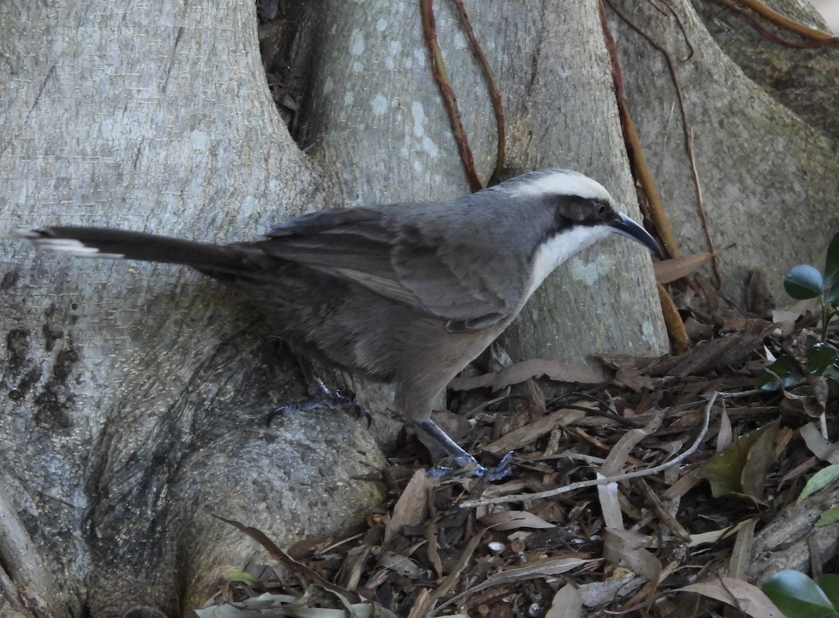 Gray-crowned Babbler - ML620207890