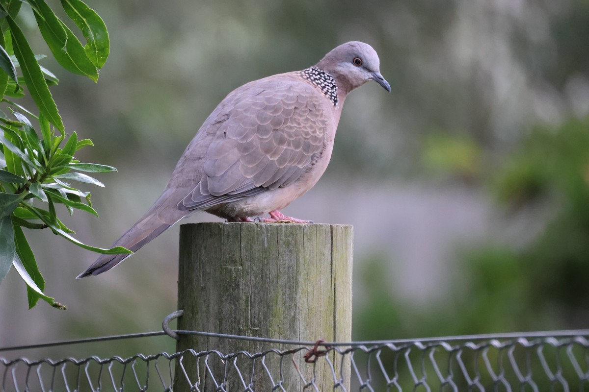 Spotted Dove - ML620207892