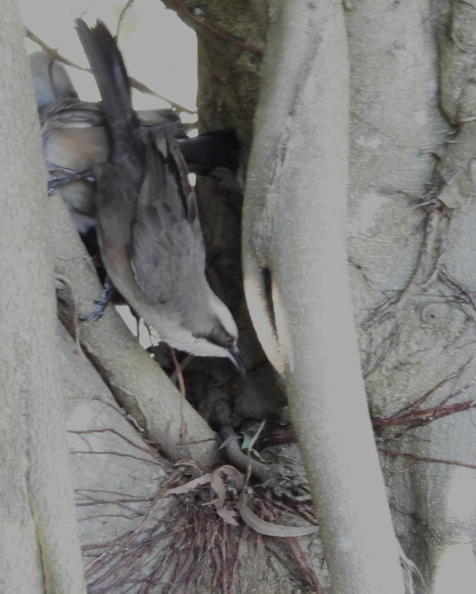 Gray-crowned Babbler - ML620207893