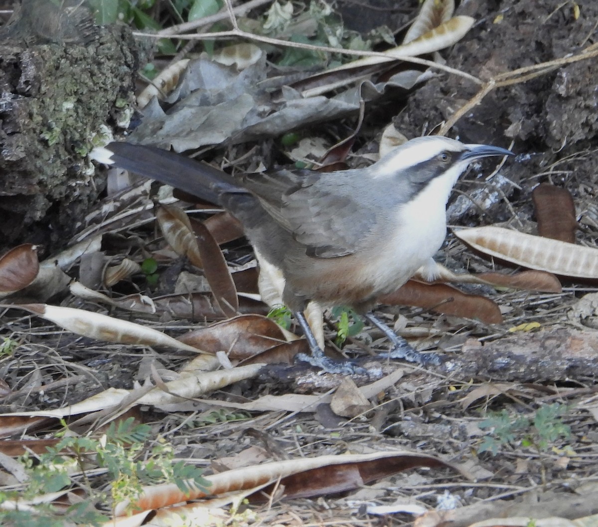 Gray-crowned Babbler - ML620207897