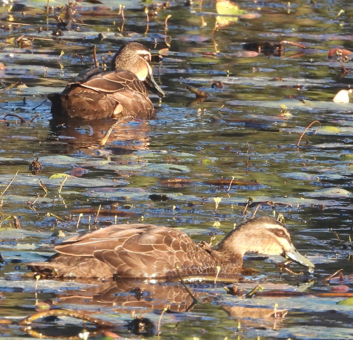 Canard à sourcils - ML620207901