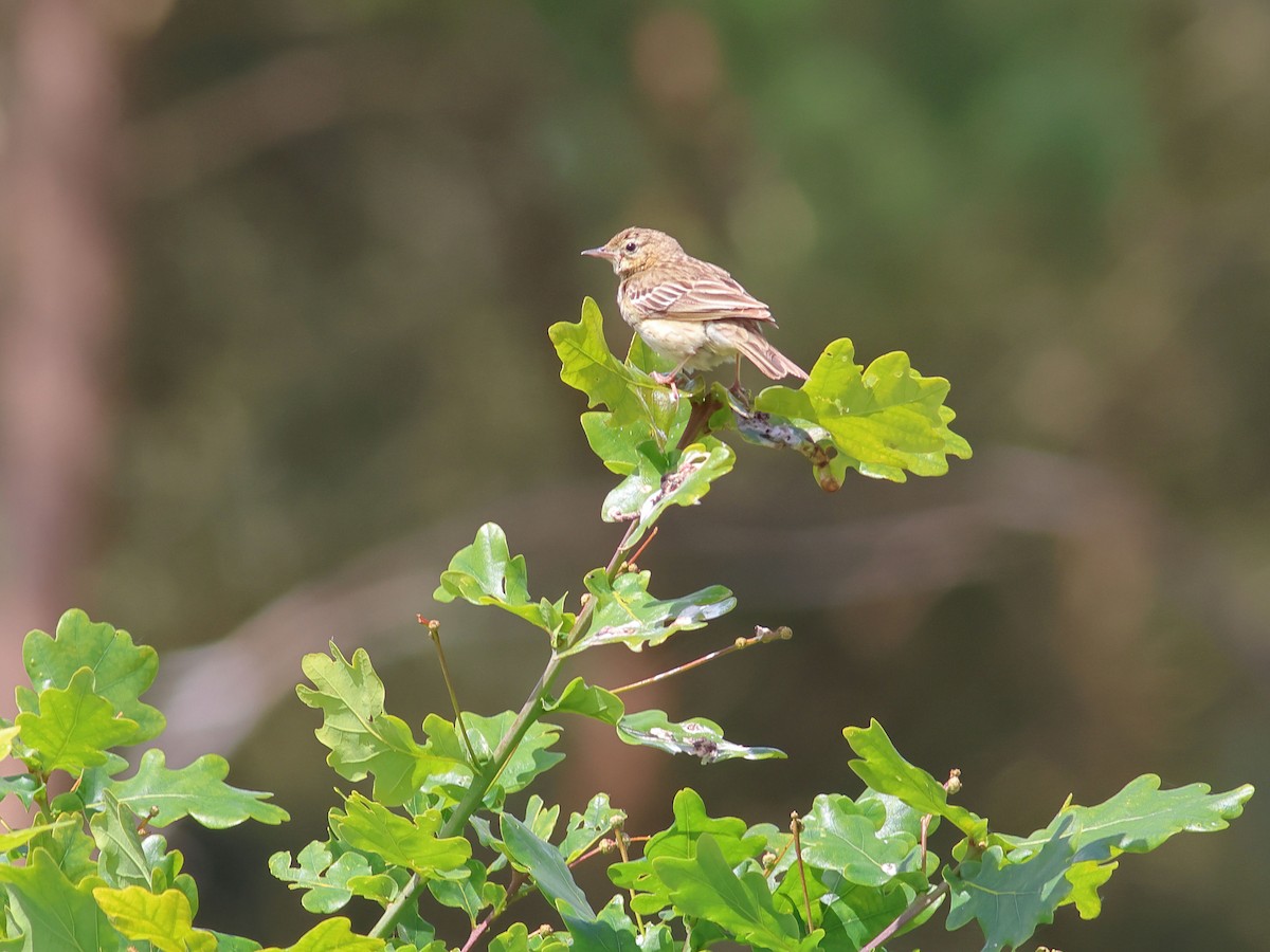 Tree Pipit - ML620207907