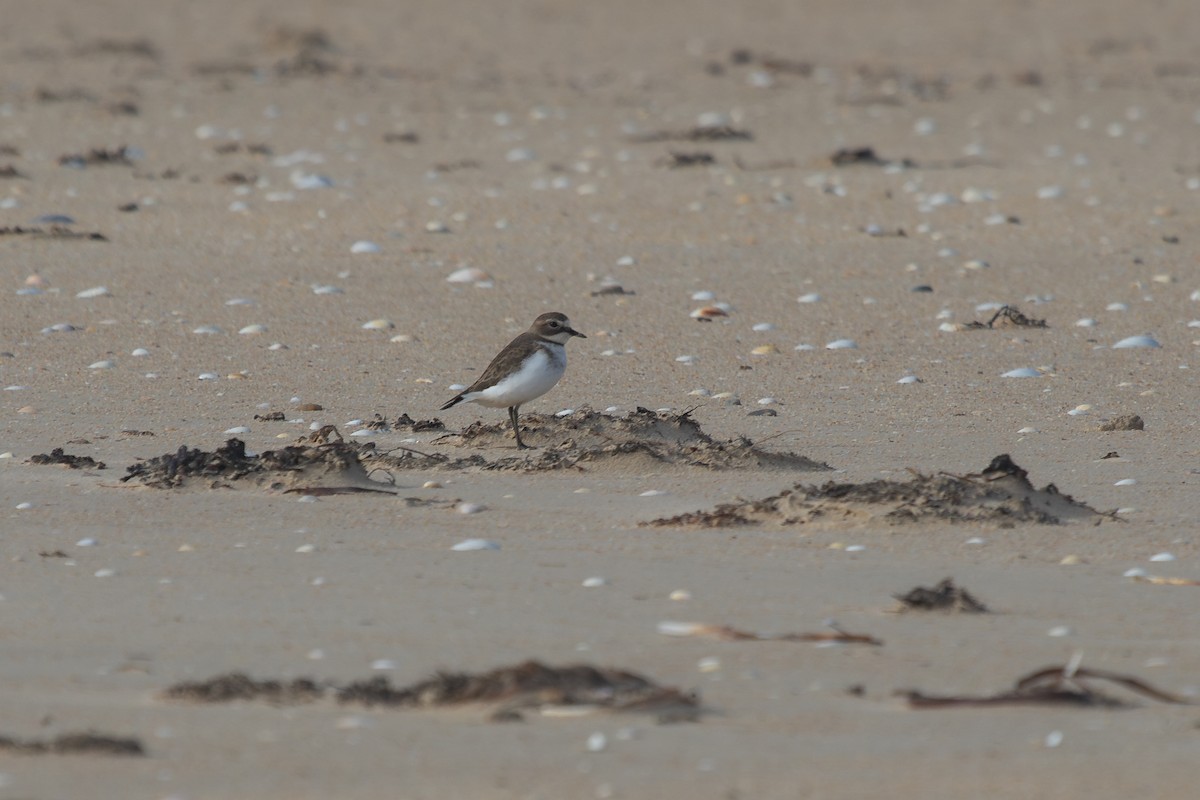 Double-banded Plover - ML620207908