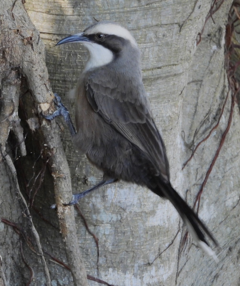 Gray-crowned Babbler - ML620207910