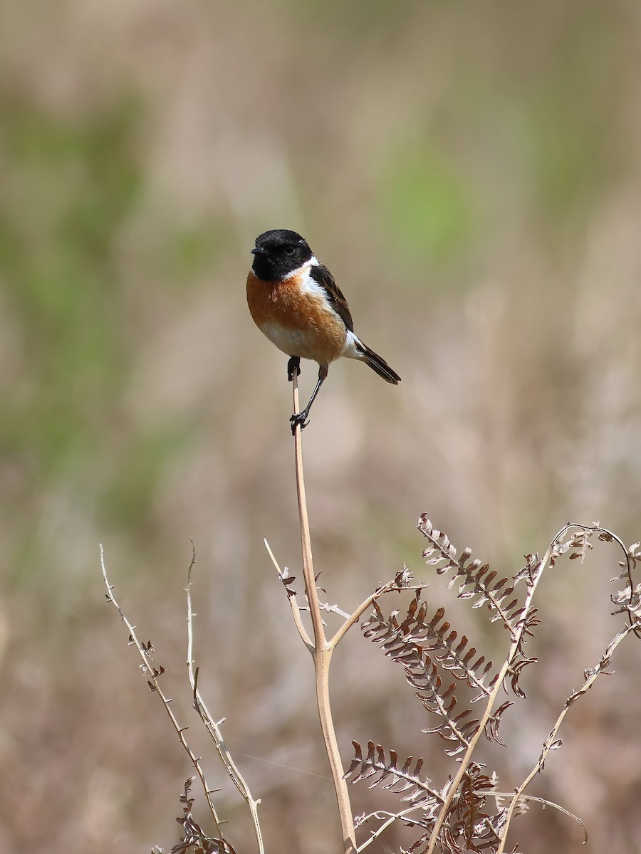 European Stonechat - ML620207911