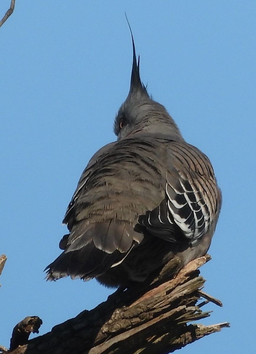 Crested Pigeon - ML620207917