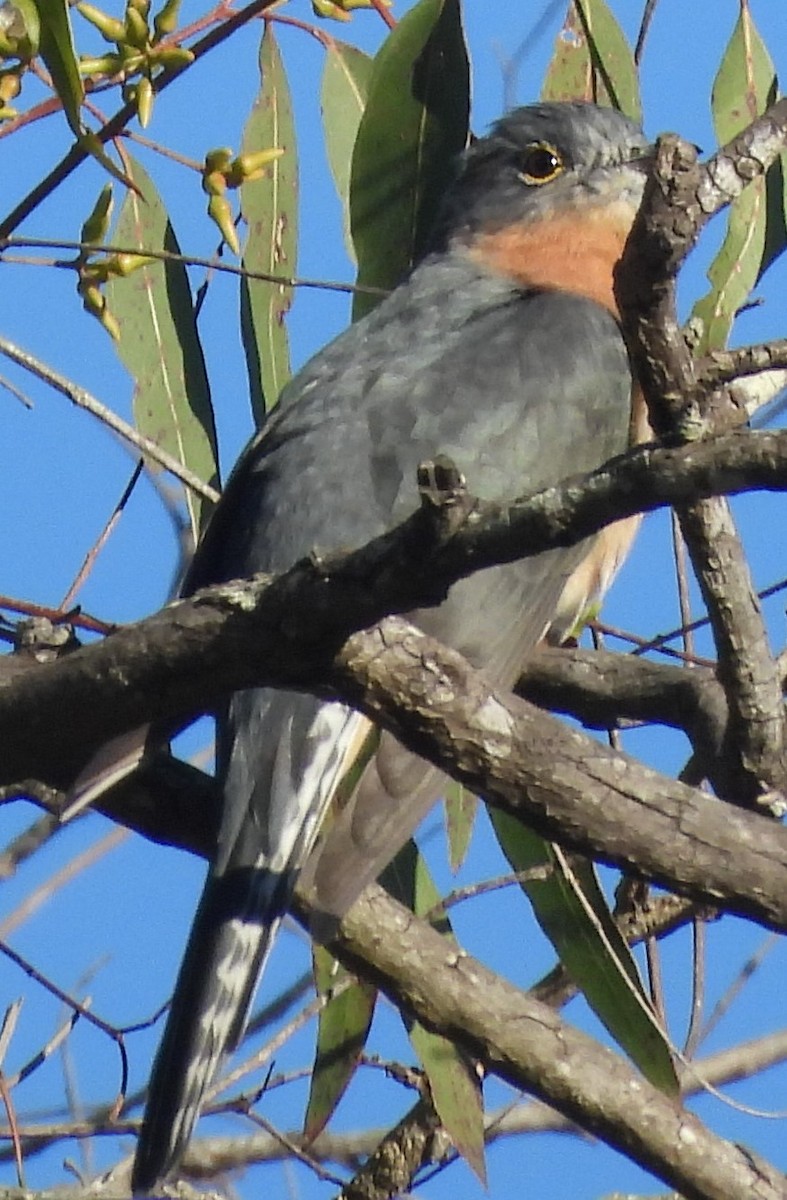 Fan-tailed Cuckoo - ML620207927