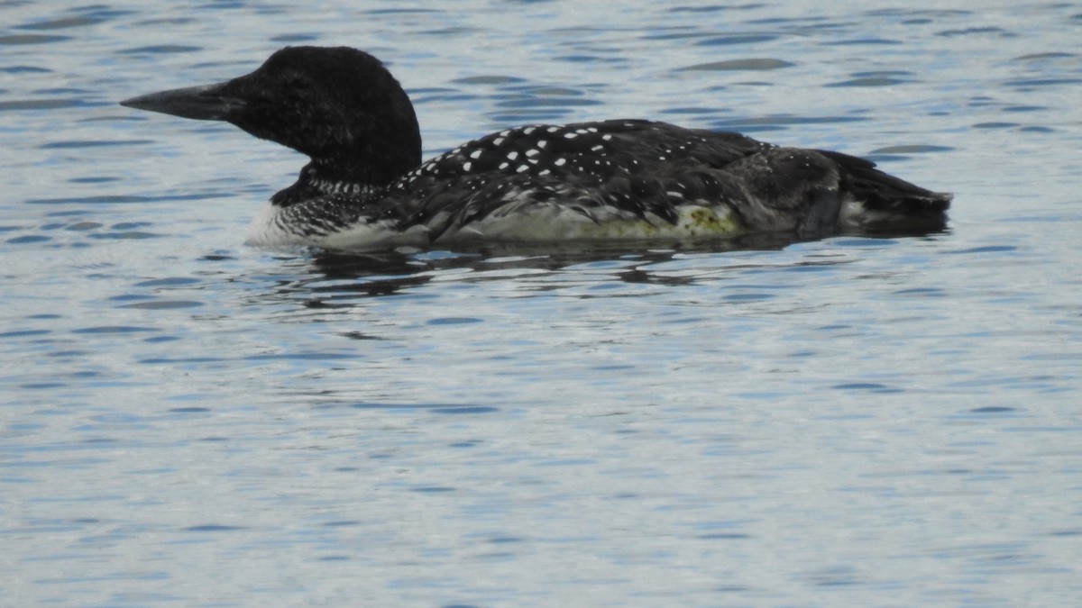 Common Loon - ML620207931