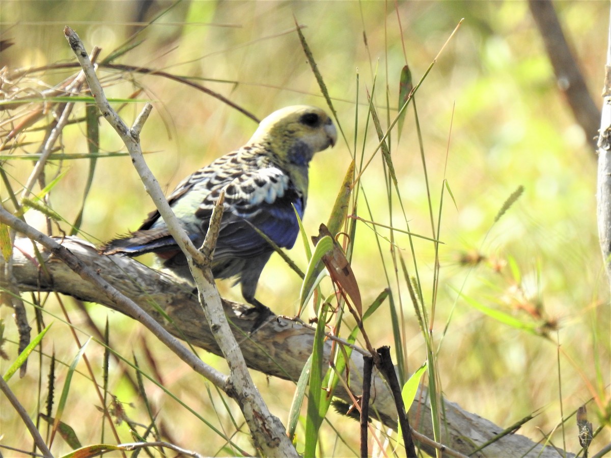 Perico Pálido - ML620207939