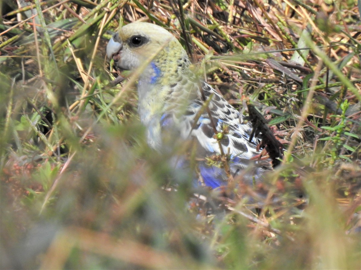 Pale-headed Rosella - ML620207945