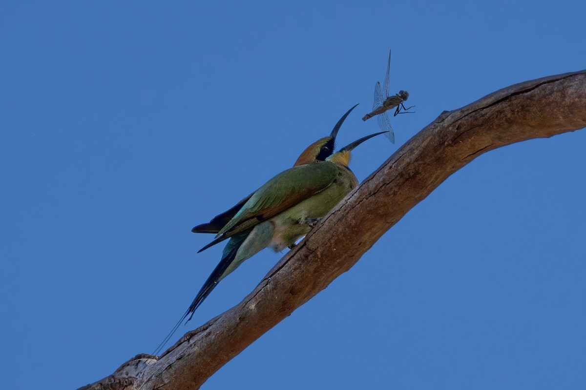 Rainbow Bee-eater - ML620207951