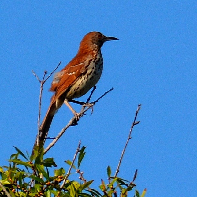 Brown Thrasher - ML620207959