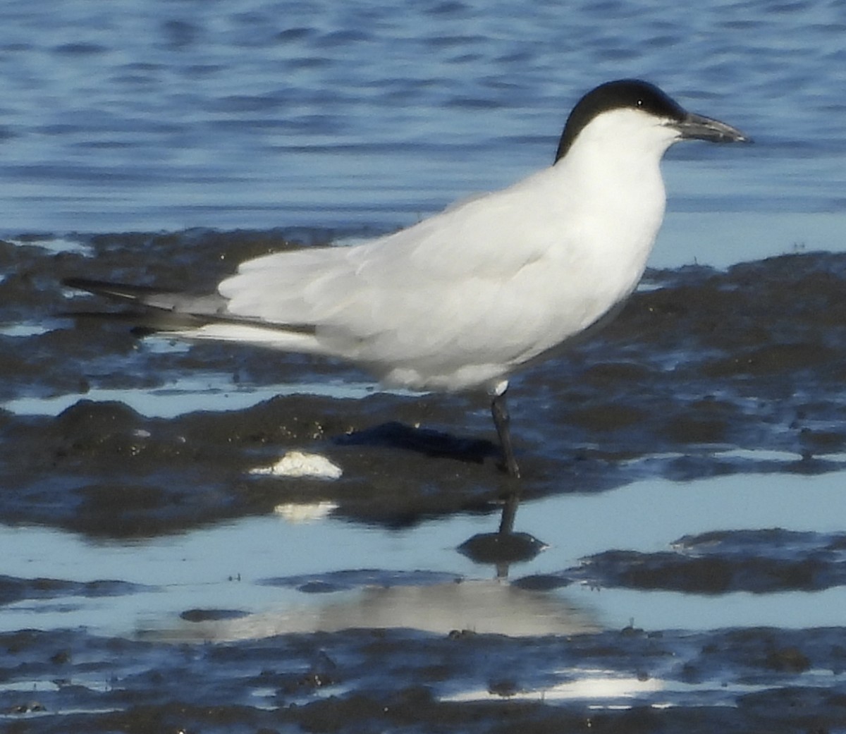 Australian Tern - ML620207964