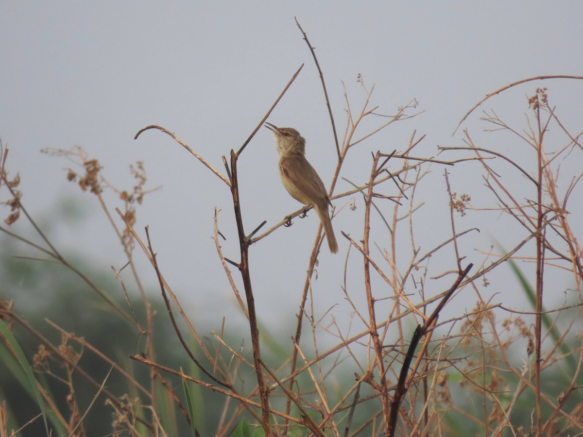 Clamorous Reed Warbler - ML620207970