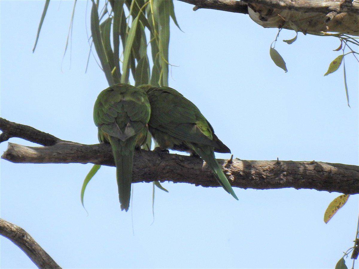 Rainbow Lorikeet - ML620207974