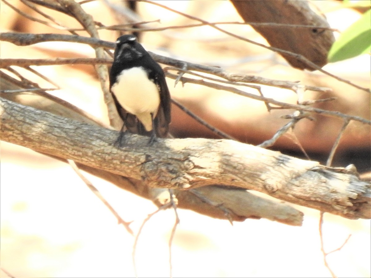 Willie-wagtail - ML620207995