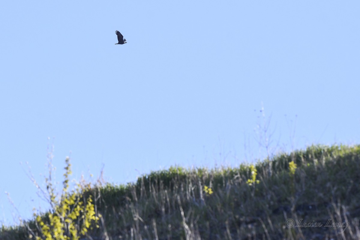 Bald Eagle - ML620207996